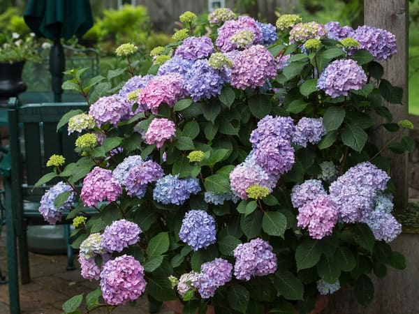 Endless Summer Bloomstruck hydrangea in a decorative pot