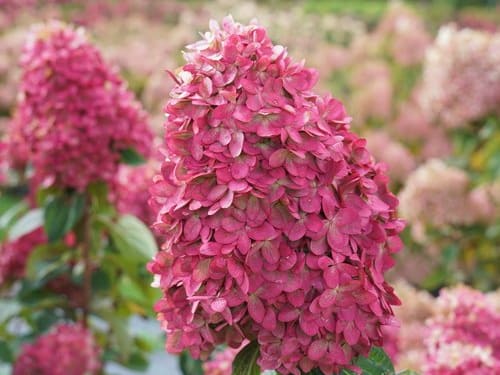 Limelight Prime hydrangea in bloom