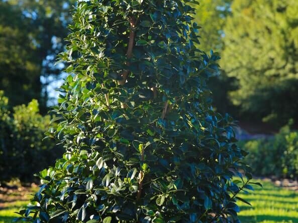 Miss Patricia holly, a tall evergreen tree